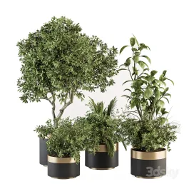 Indoor Plant Set Tree Plant Set in pot